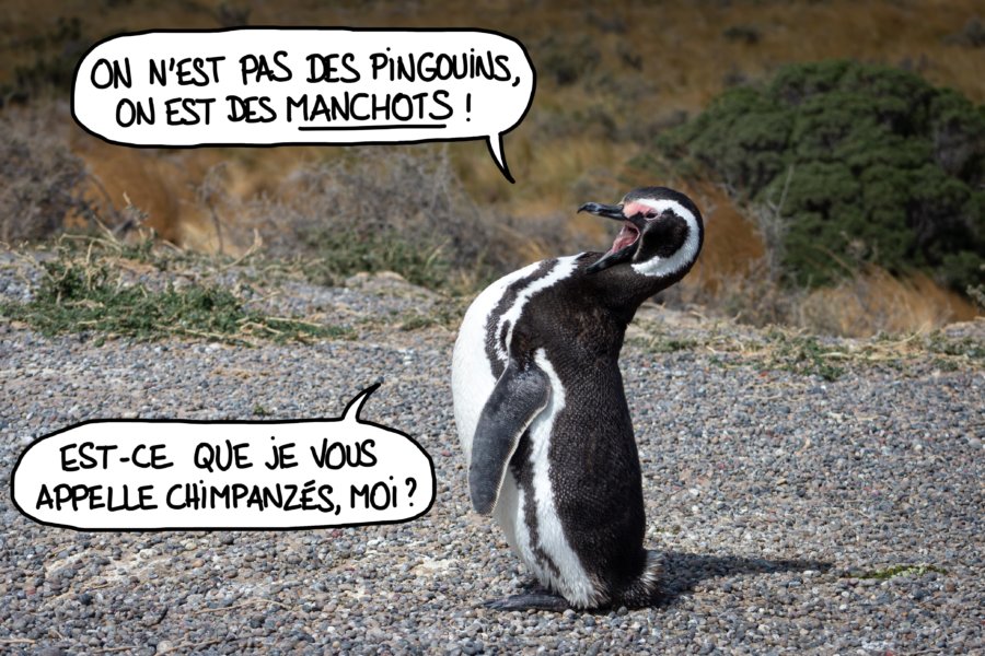 Manchot qui s'énerve car il n'est pas pingouin