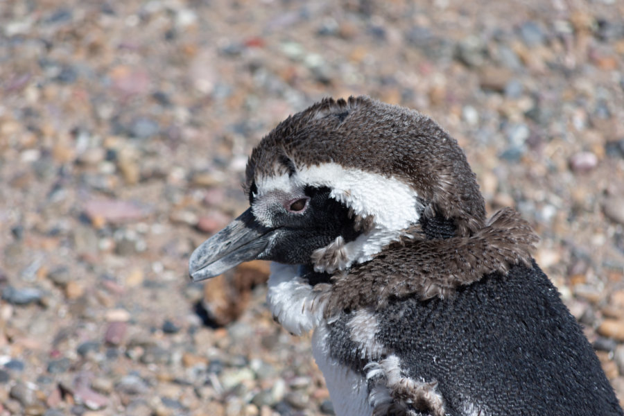 Bébé manchot en pleine mue