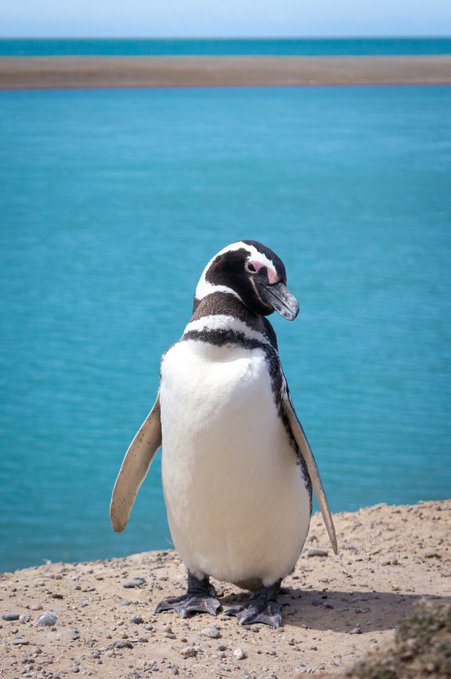 Manchot, pingouin à Valdès en Patagonie argentine