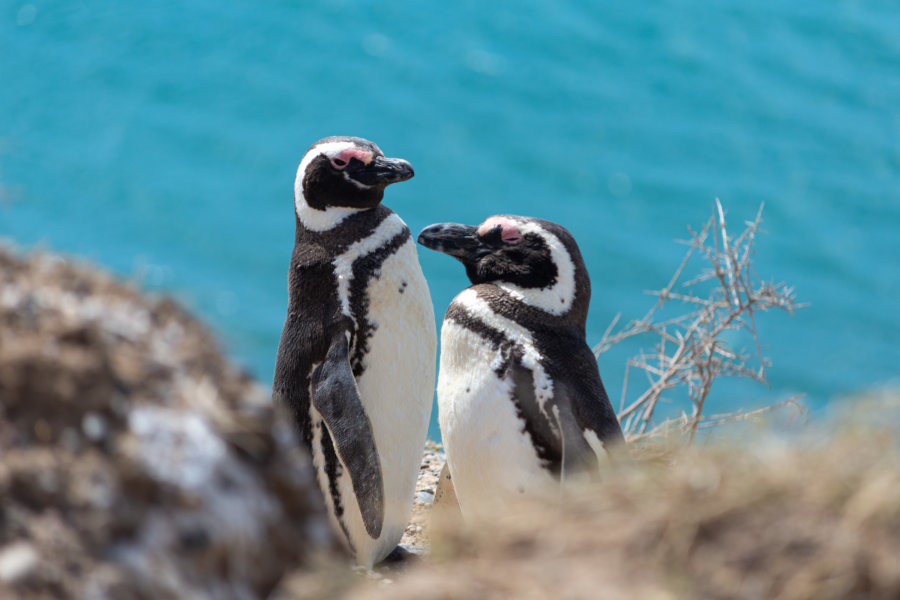 Manchots de Magellan à Valdès, Patagonie