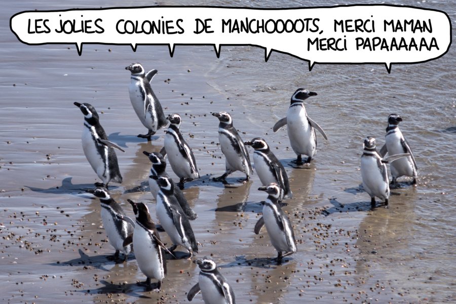 Manchots sur la plage à Punta Tombo, Argentine