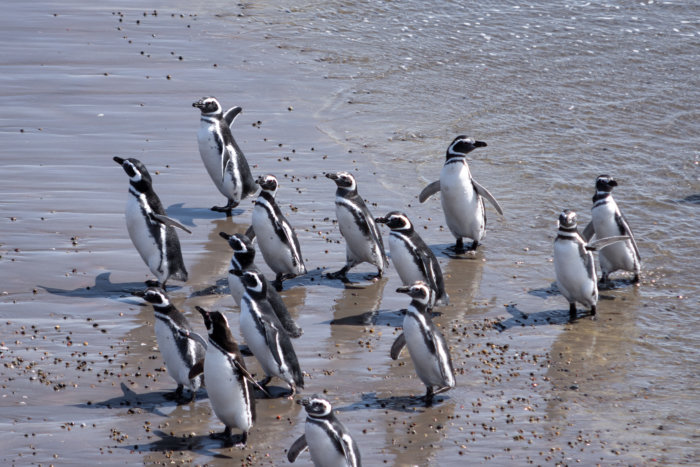 Manchots sur la plage à Punta Tombo, Argentine