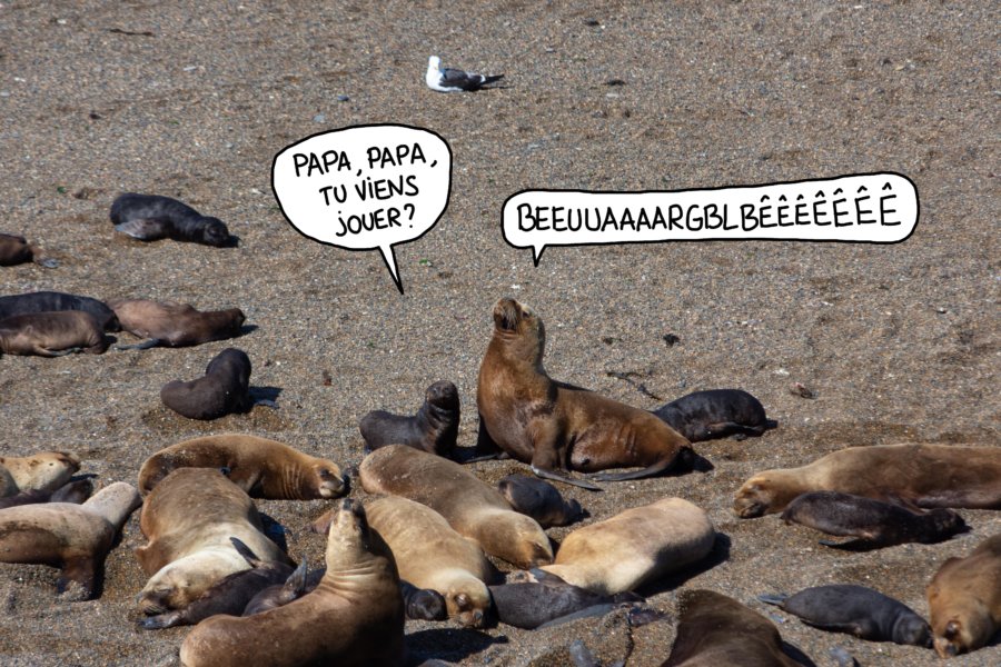 Lions de mer à Valdès en Patagonie argentine