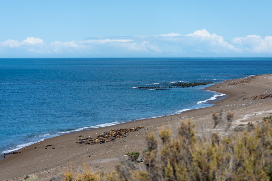 Punta Norte à Valdès, Argentine