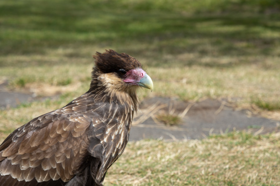 Aigle dans le parc de Torres del Paine