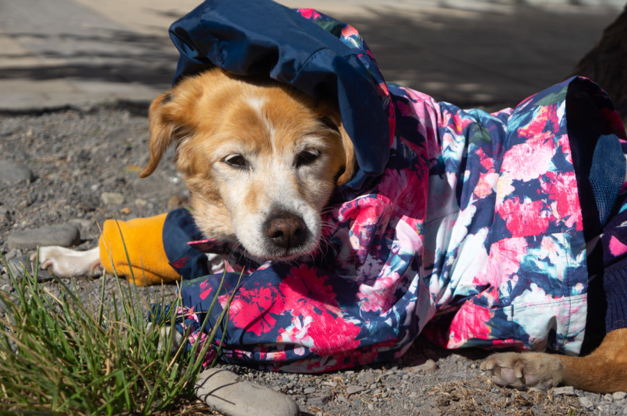 Chien en manteau