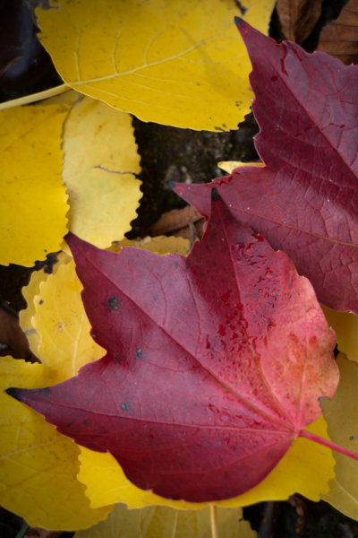 Feuilles d'automne