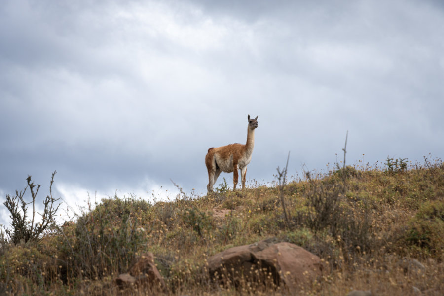 Guanaco dans le parc Torres del Paine au Chili