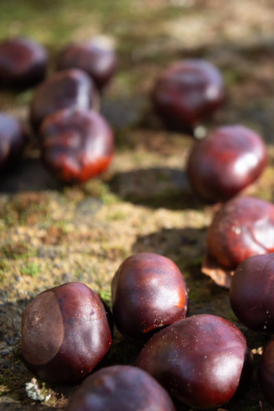 Marrons, l'automne dans le Lot