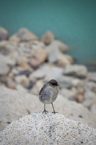 Petit oiseau près du lac à Torres del Paine