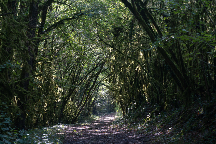 Randonnée dans la forêt près d'Albas : le circuit des payrols