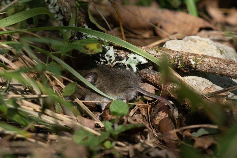 Souris cachée dans la forêt