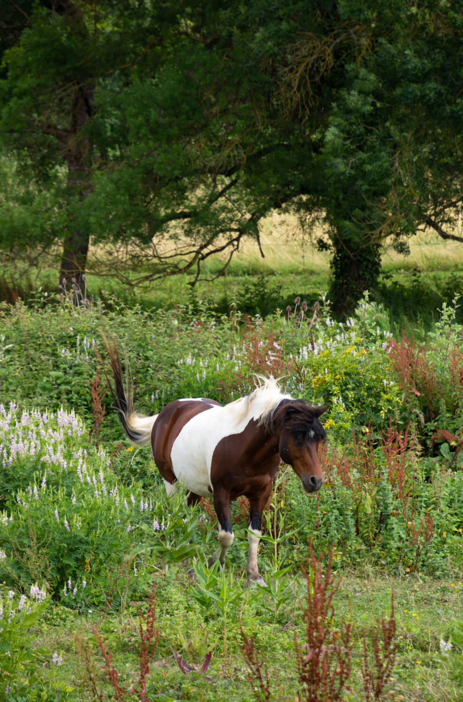 Cheval dans le Gers, promenade près de Lectoure