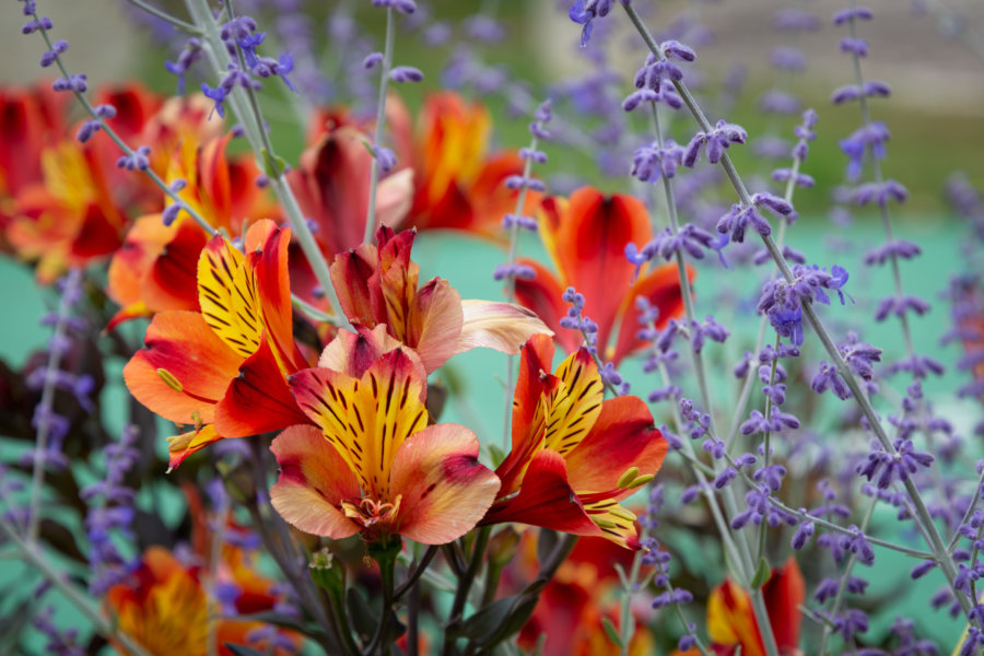 Fleurs de printemps dans le Gers