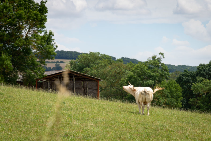 Vache dans la campagne du Gers