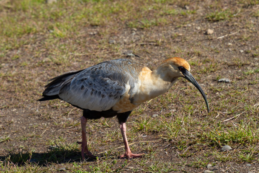 Ibis à face noire, oiseau de Patagonie