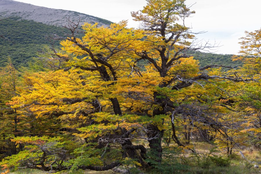 Couleurs d'automne dans le parc Los Glaciares en Argentine