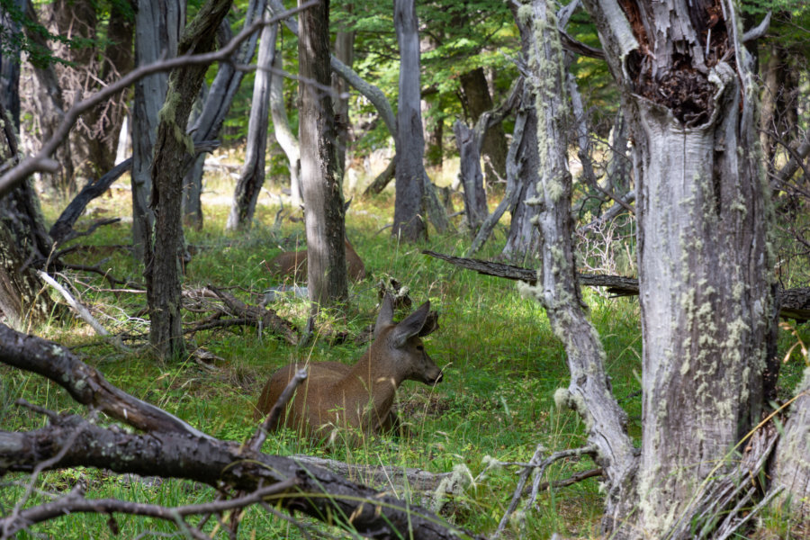 Huemul, animal de Patagonie