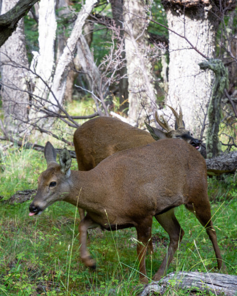 Huemuls dans la forêt à El Chaltén