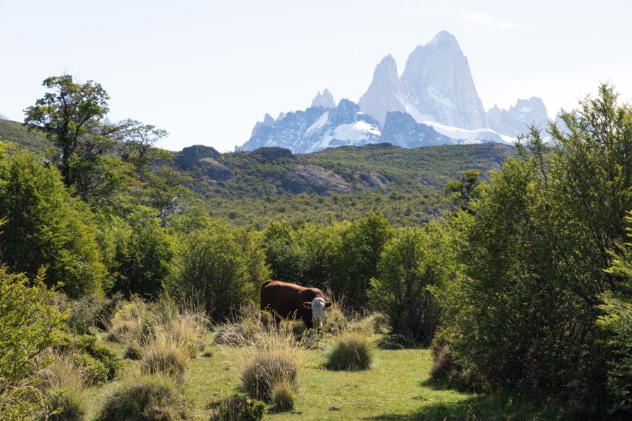 Vaches et Fitz Roy : randonnée près d'El Chaltén