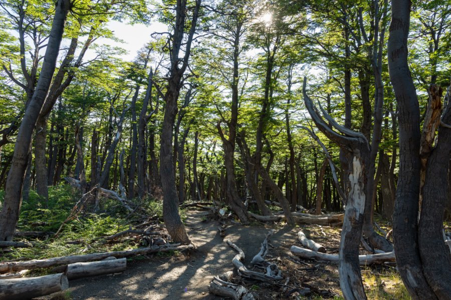 Randonnée en forêt, Loma Pliegue Tumbado