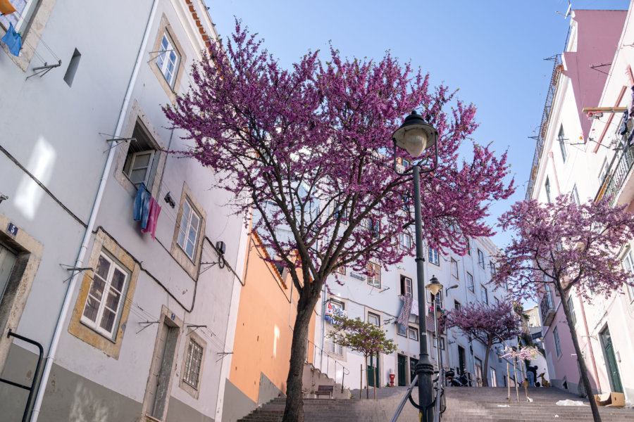 Arbres roses à Lisbonne, Martim Moniz