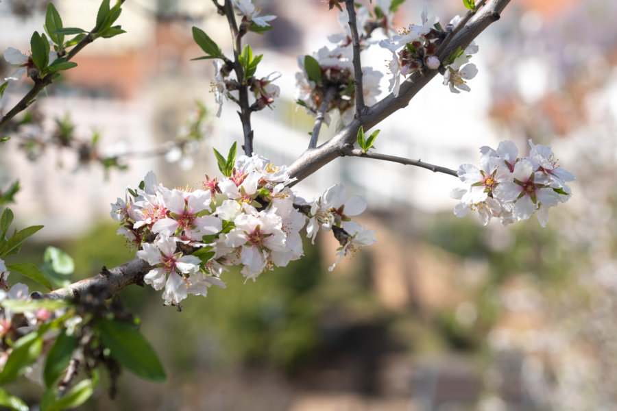 Fleurs blanches d'amandier