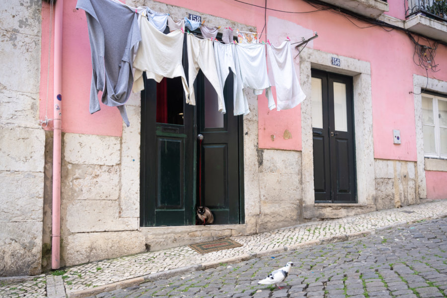 Chat et pigeon dans une rue de Lisbonne