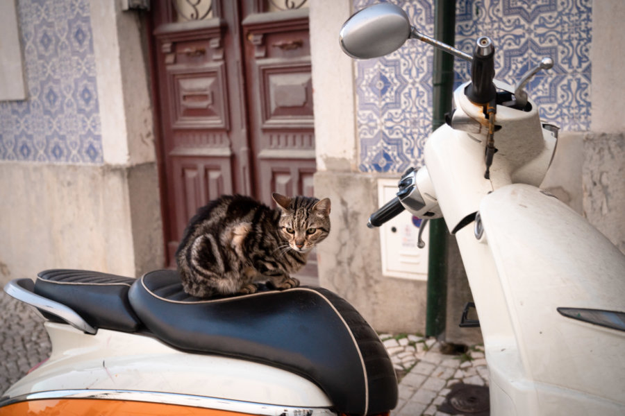 Chat sur un scooter à Mouraria, Lisbonne