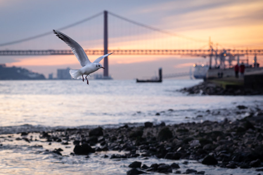 Goélands à Lisbonne au coucher du soleil