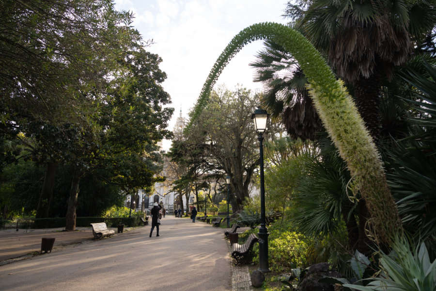 Jardin d'Estrela à Lisbonne en hiver