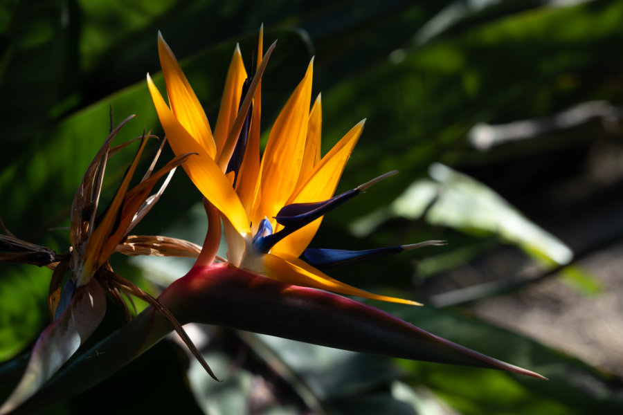 Oiseaux de paradis au jardin botanique de Lisbonne