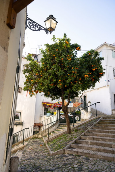 Orangers dans le quartier d'Alfama à Lisbonne