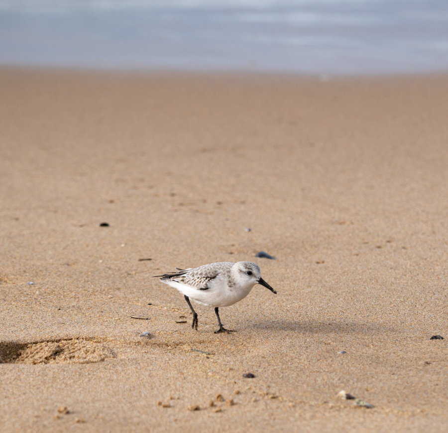 Bécasseau sur la plage au Portugal