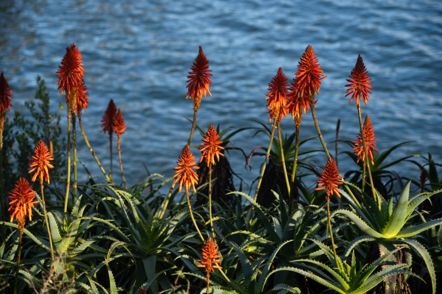 Plante kniphofia à Cascais