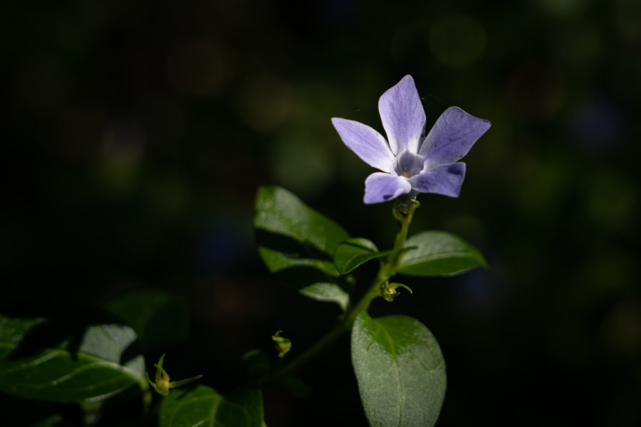 Fleur pervenche dans les bois, randonnée à Sintra