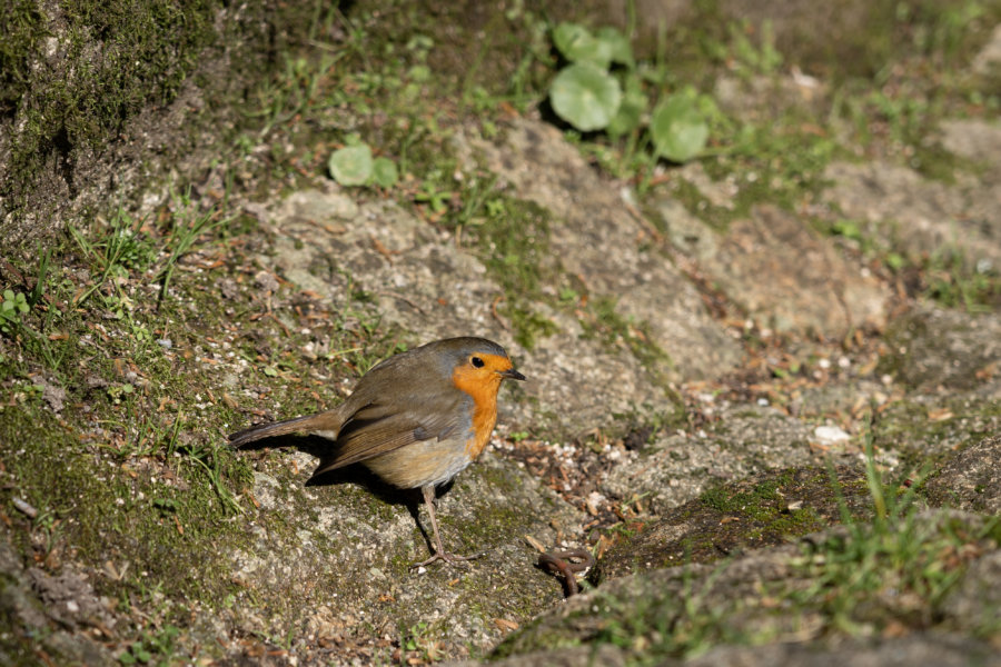 Rouge-gorge