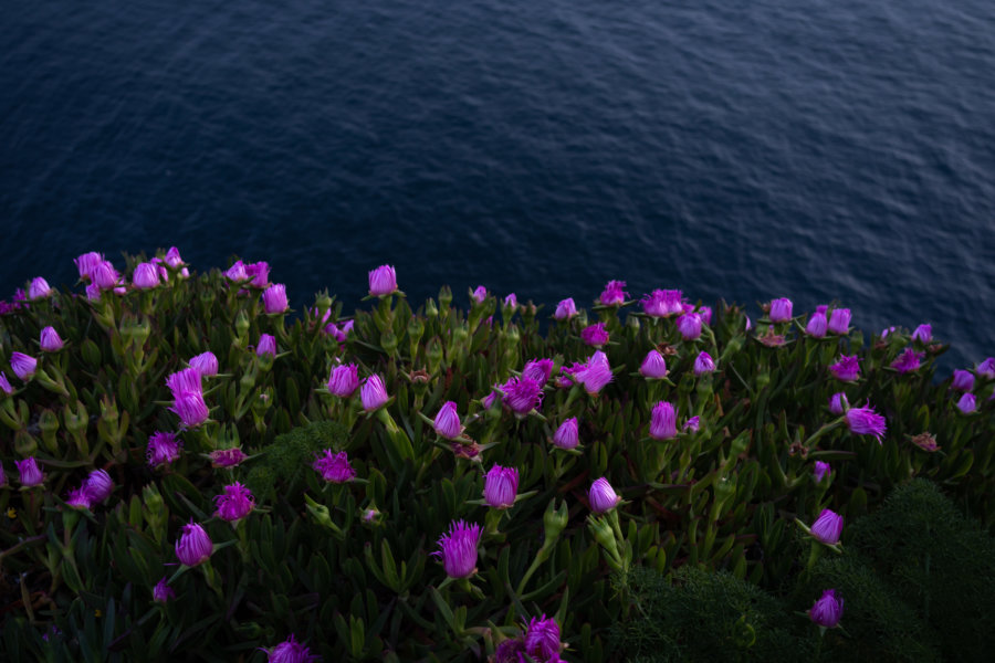 Fleurs dans la nuit au Cap Espichel, Arrabida