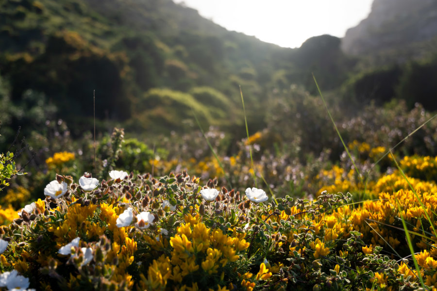 Fleurs et roche au Cabo Espichel, Parc naturel d'Arrabida