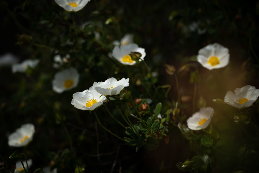 Fleurs sur la colline de Caparica au Portugal