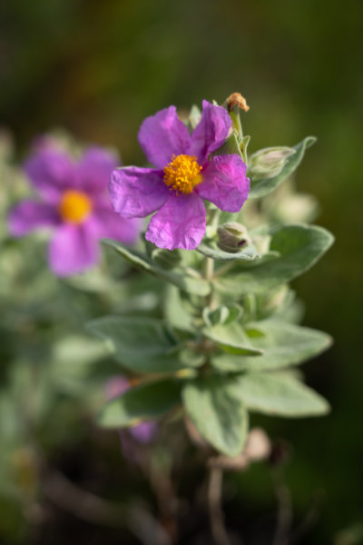 Cistes de Crète, fleurs roses