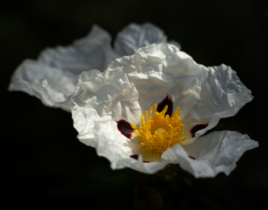 Coquelicots matilija