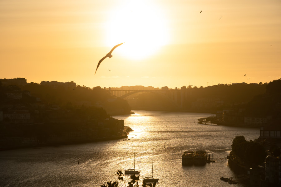 Coucher de soleil à Porto avec goélands