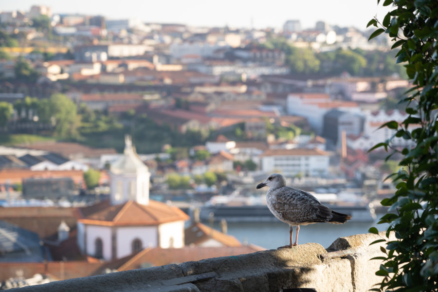 Mirador Vittoria à Porto, avec goéland