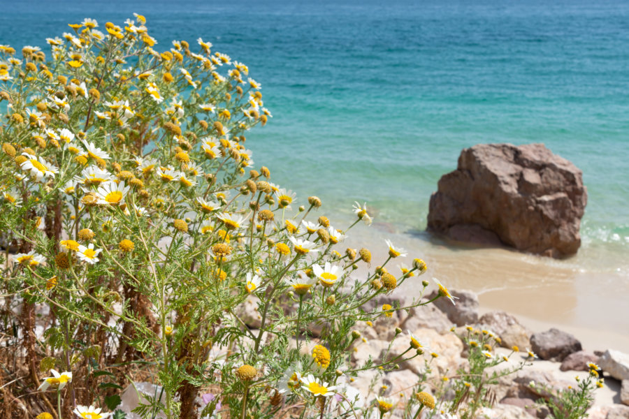 Vacances dans le parc d'Arrabida : plage de Figueirinha