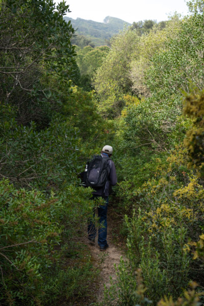 Randonnée dans la Serra do Risco, Arrabida, au milieu des arbustes