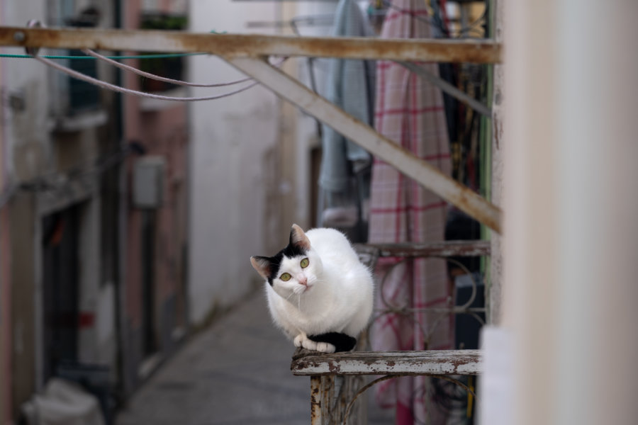 Chat sur un balcon à Setubal