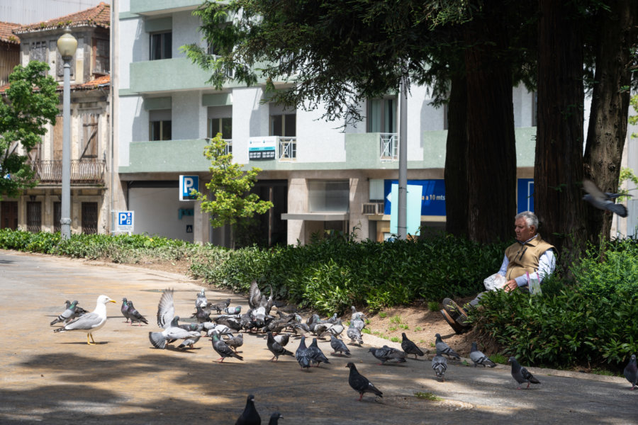 Portugais qui nourrit des pigeons à Porto