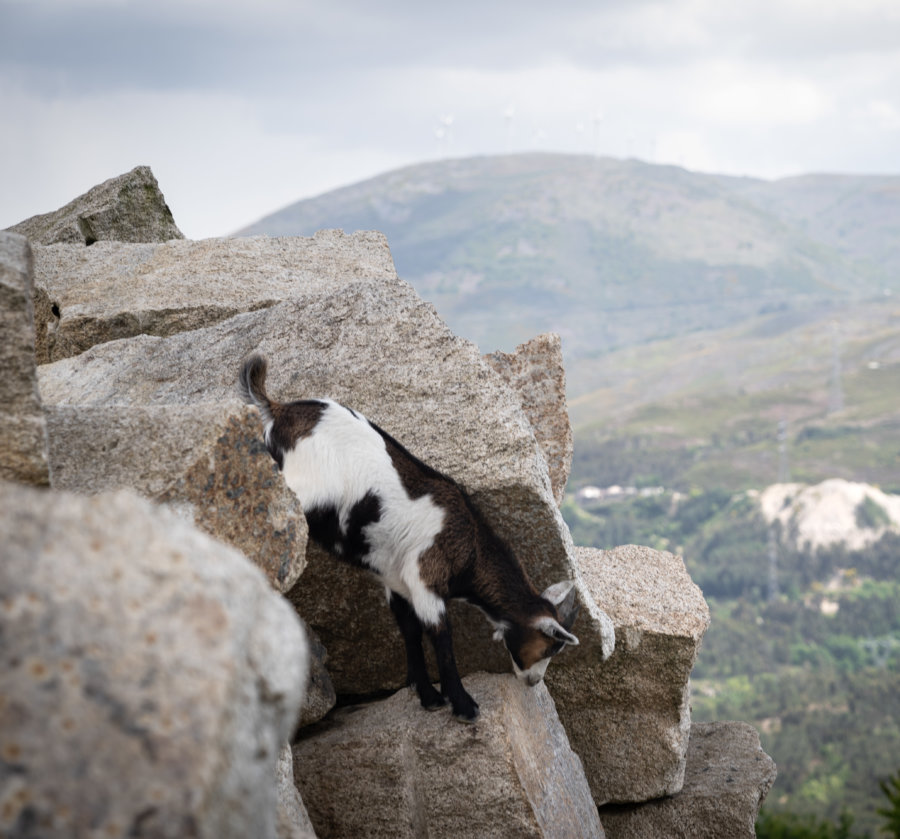 Chèvre au mirador de Fafiao au Portugal