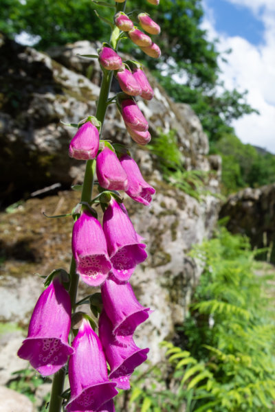 Fleur digitale dans la montagne au nord du Portugal